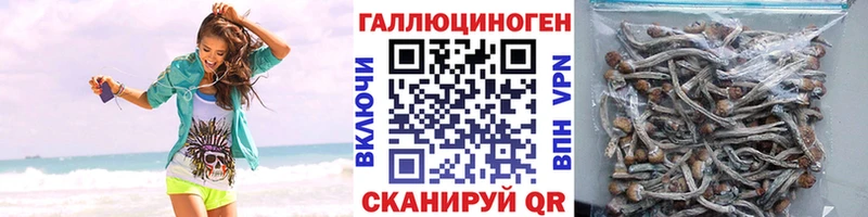 Псилоцибиновые грибы Cubensis  Полысаево 